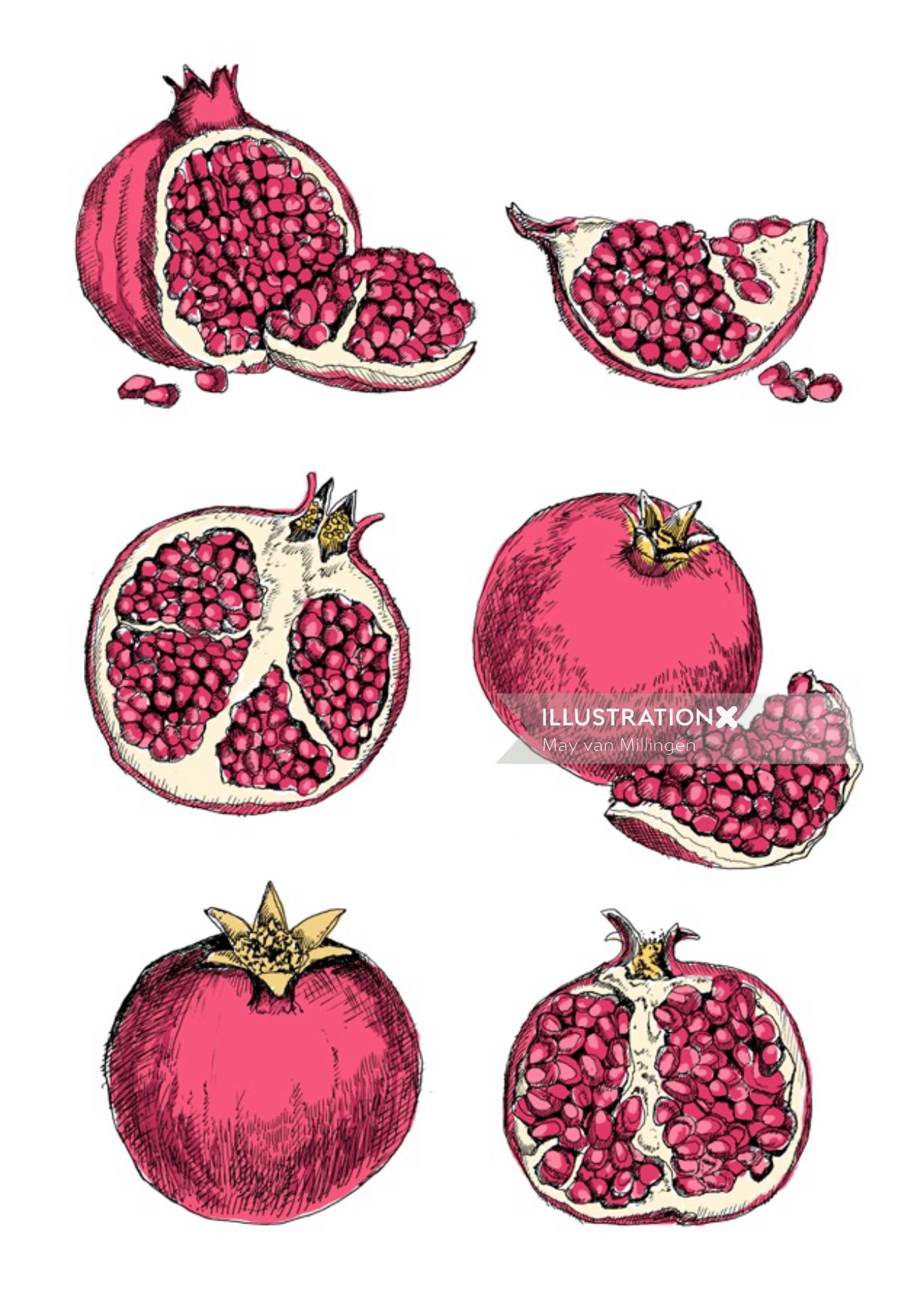 Pomegranate illustration by May van Millingen