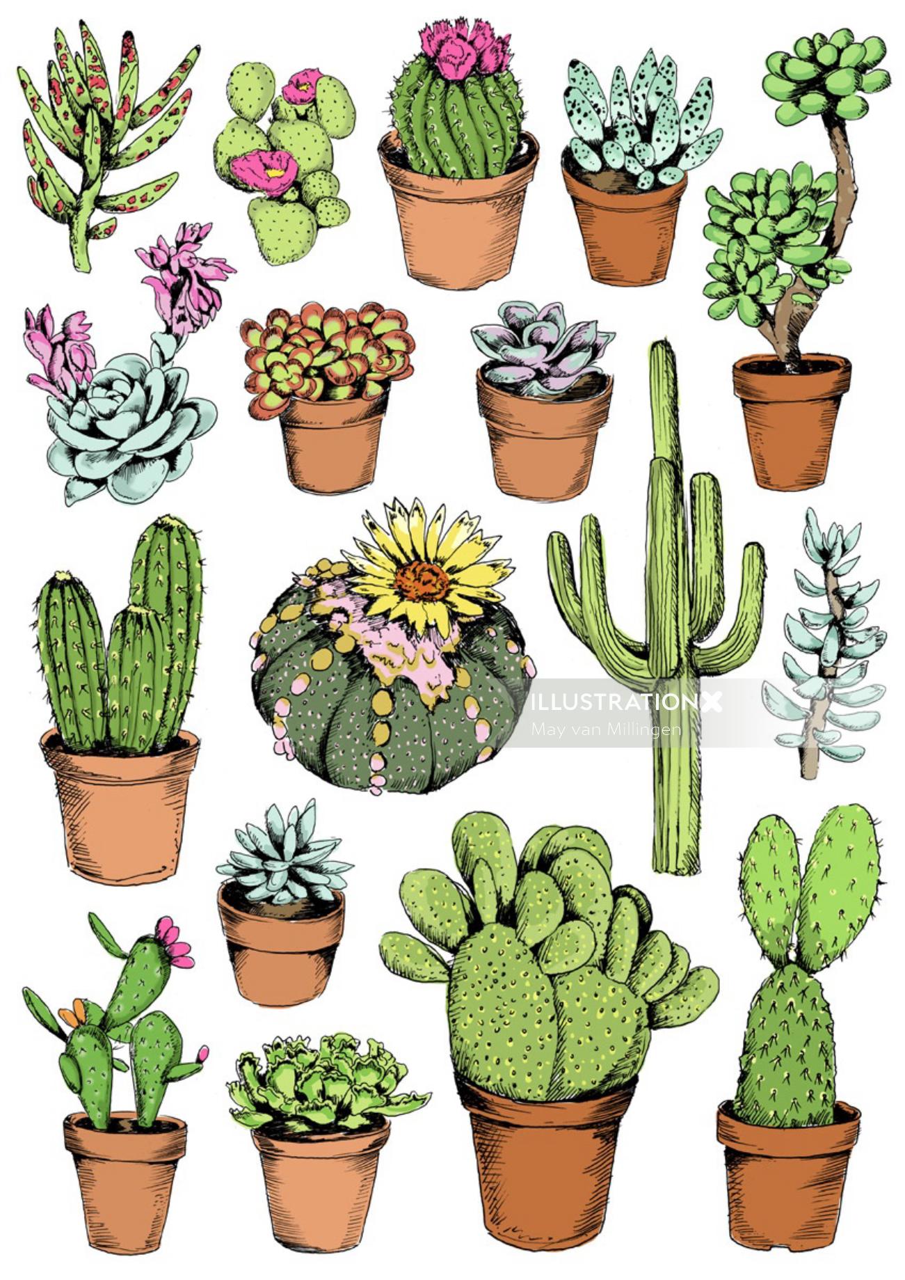 Cactus illustration by May van Millingen