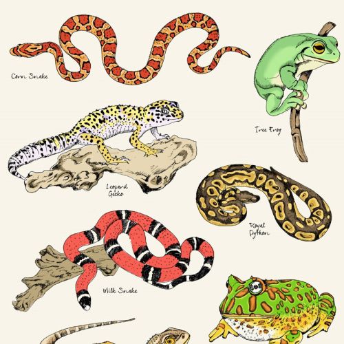 Reptiles illustration by May van Millingen