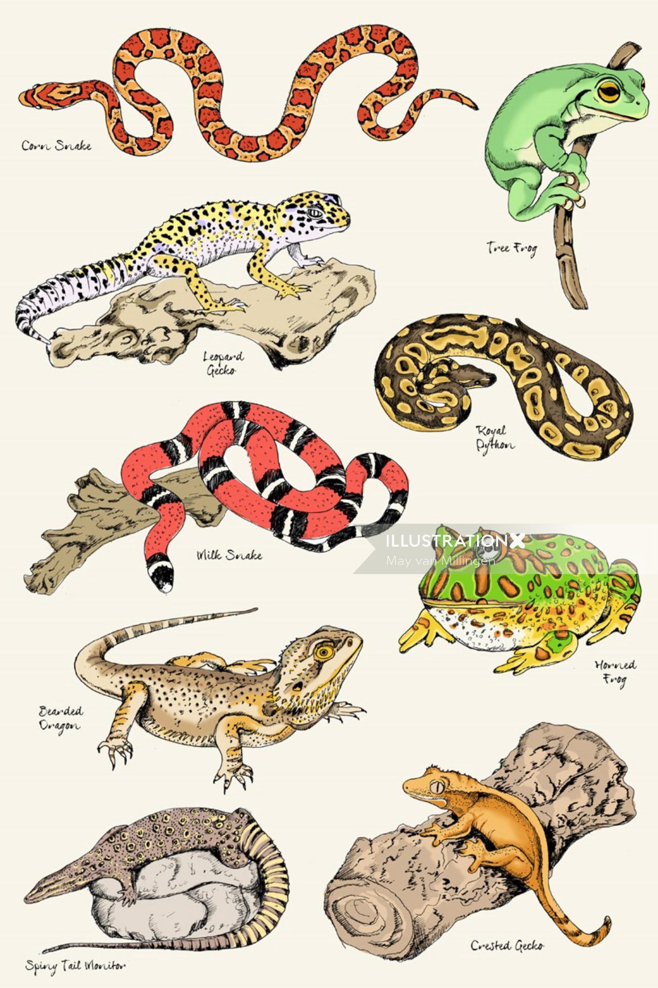 Reptiles illustration by May van Millingen