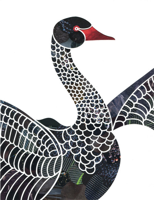 Black swan paper cut