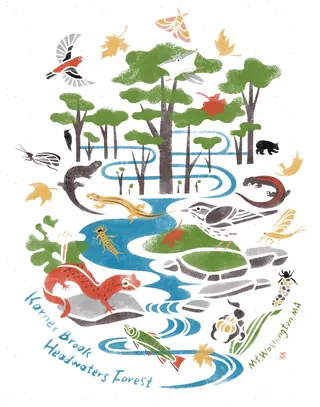 Stencil illustration of animals and trees in Karner Brook forest