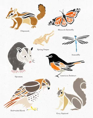 Illustrations of local wildlife: chipmunk, monarch, spring peeper, damselfly, opossum, redstart, haw