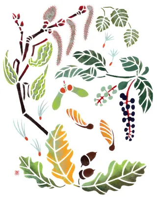 Hand-cut stencil illustrations of plants from Fox Sparrow habitat