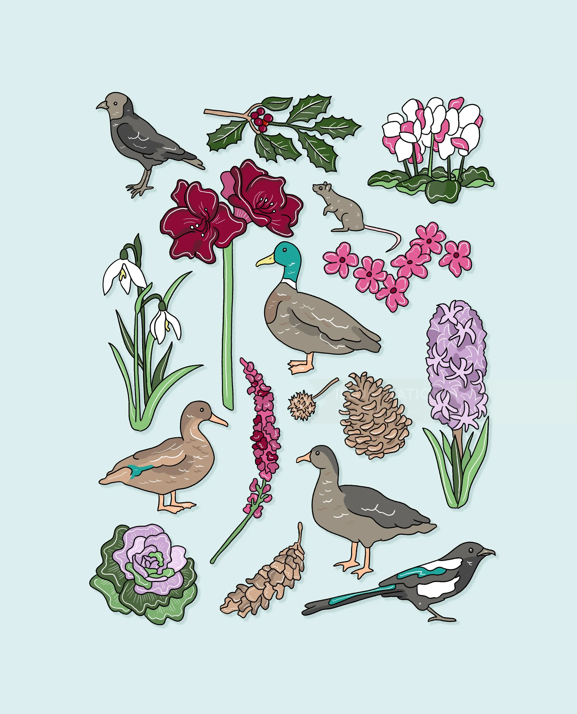 Winter plants and birds illustration by Megan McKean