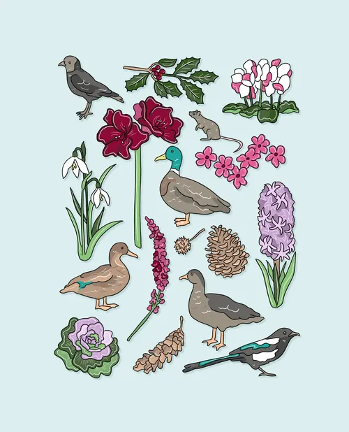 Winter plants and birds illustration by Megan McKean