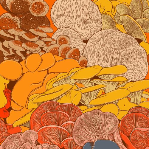 Beautiful gourmet mushrooms illustration