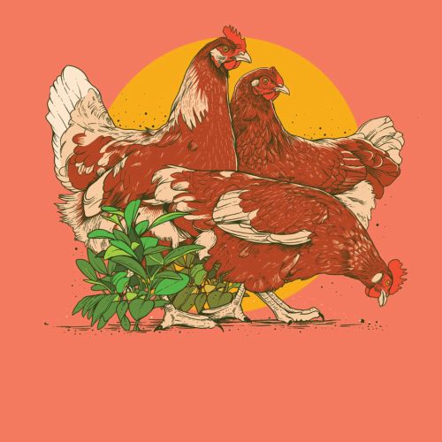 Graphic design of Hens by Mel Baxter