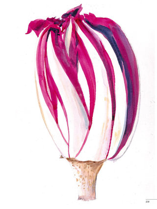 Radicchio plant illustration 