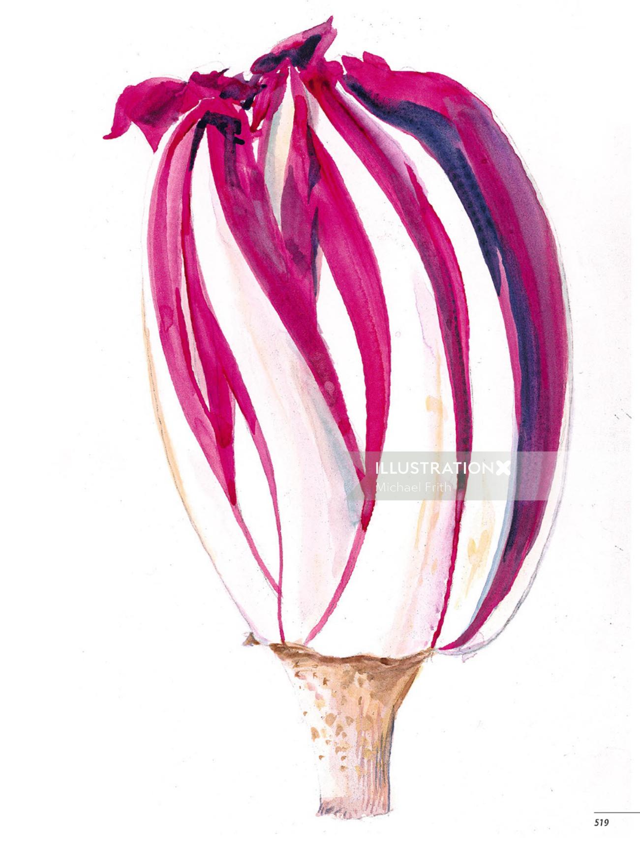 Radicchio plant illustration 