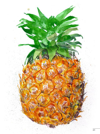 菠萝果实绘画