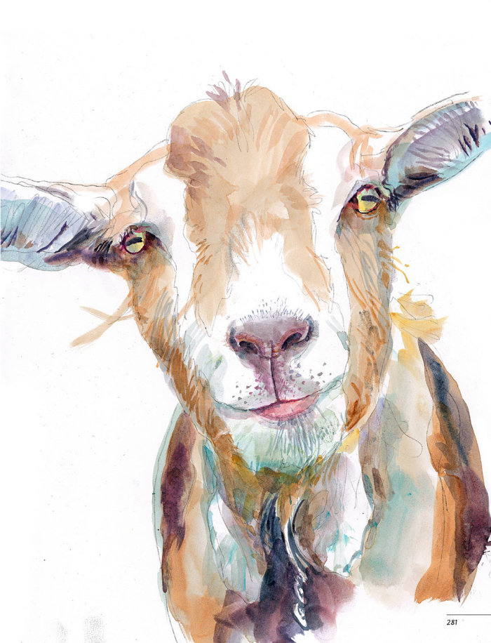 Ilustração em aquarela de cabra