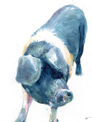Arte del retrato del cerdo por Michael Frith 