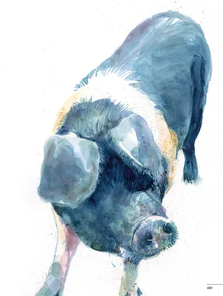 Portrait art of pig by Michael Frith 