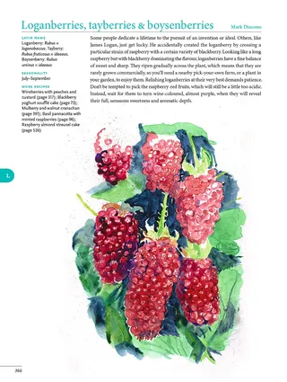 Editorial art of strawberry fruits 