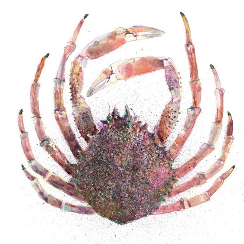 Graphic design of Chesapeake blue crab