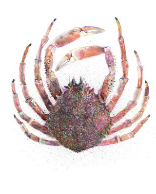 Conception graphique du crabe bleu de Chesapeake