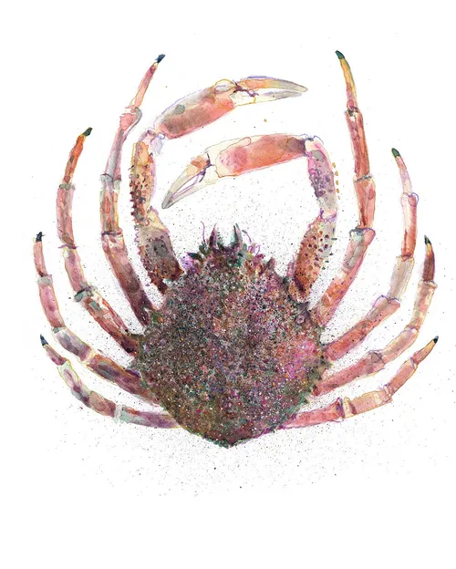 Graphic design of Chesapeake blue crab