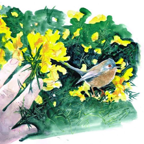 Hand reaching out to a small bird by yellow flowers