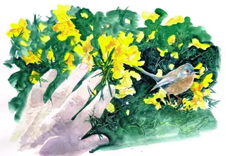 Hand reaching out to a small bird by yellow flowers