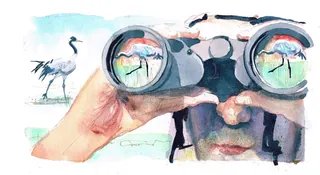 Close-up of person looking through binoculars at birds.