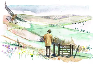Man standing by a gate watching a bird flying over a green countryside