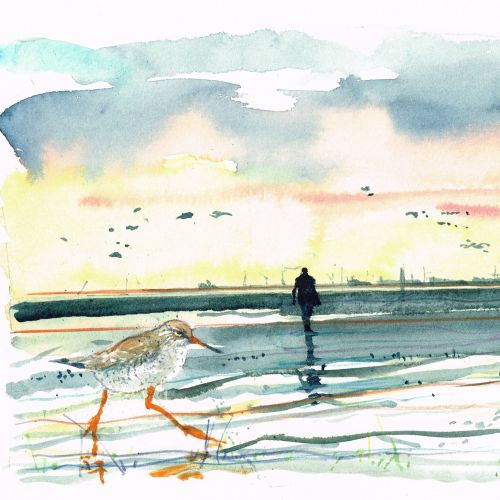 Watercolor of two shorebirds walking on a beach with a person in the distance
