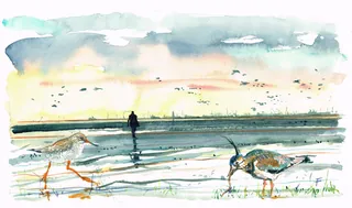 Watercolor of two shorebirds walking on a beach with a person in the distance