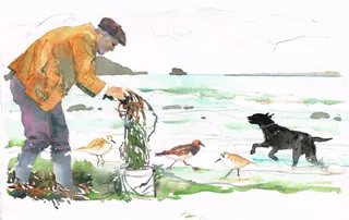Man gathering seaweed on beach with dog and small birds