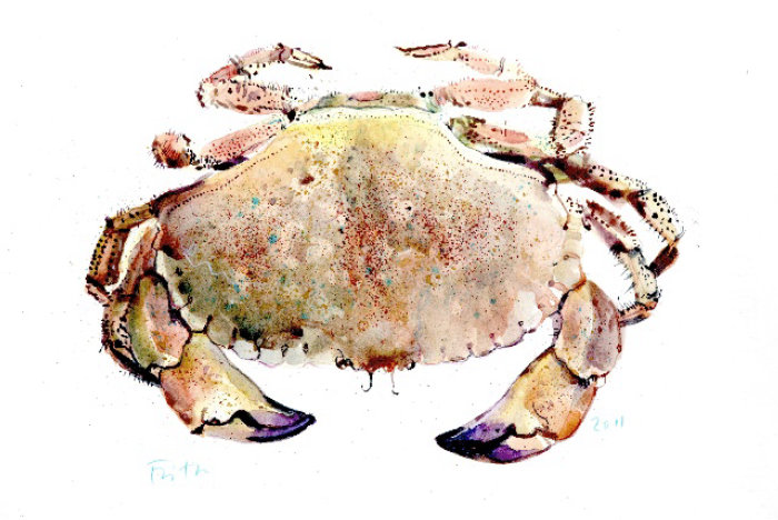 Illustration de crabe