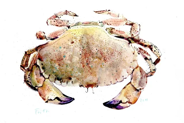 Crab illustration