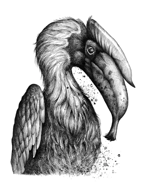 Detailed black and white toucan drawing by Miosis