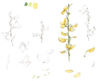 Illustration of plants