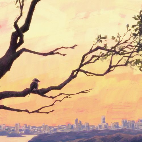 Kookaburra perched on tree branch with Sydney Harbour sunset