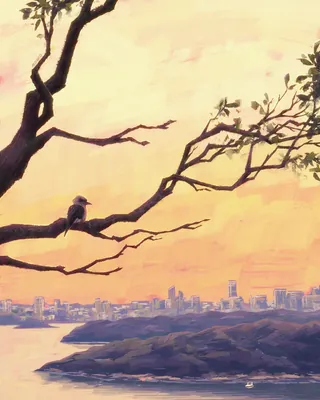 Kookaburra perched on tree branch with Sydney Harbour sunset