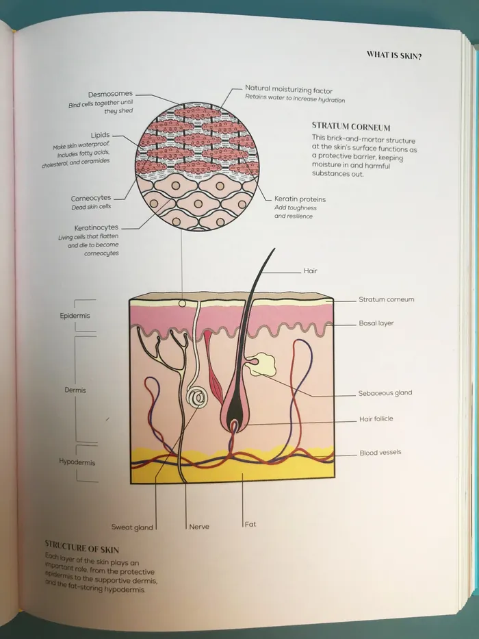 Diagram of human skin showing layers, hair follicles, and glands