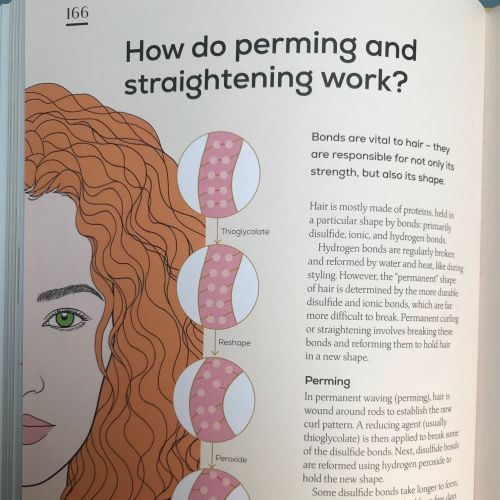 Diagram showing hair structure and how perming and straightening affect it