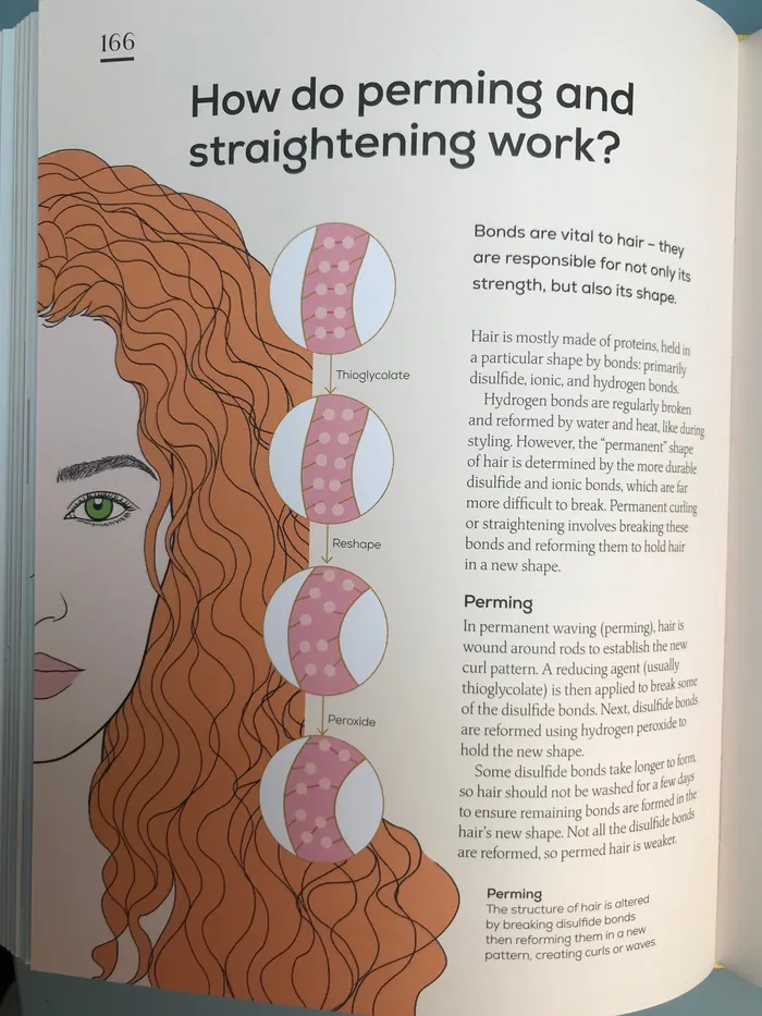 Diagram showing hair structure and how perming and straightening affect it
