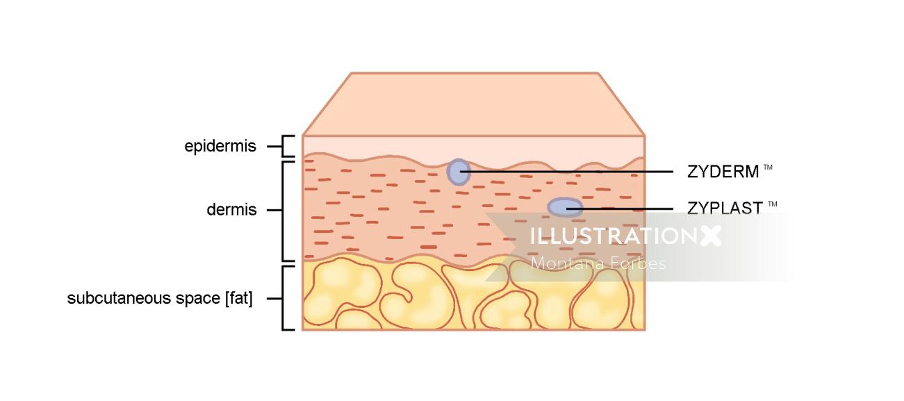 Skin skin anatomy illustration | Medical illustration collection