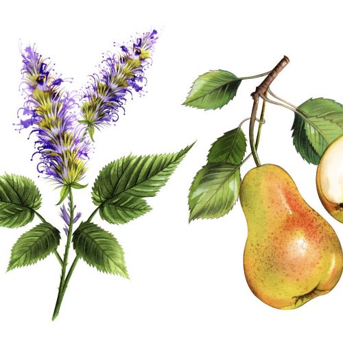 Watercolor botanical illustrations of flowers, herbs, and pears by Natalia Sanabria