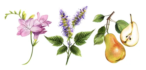 Watercolor botanical illustrations of flowers, herbs, and pears by Natalia Sanabria