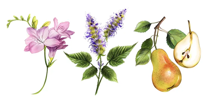 Watercolor botanical illustrations of flowers, herbs, and pears by Natalia Sanabria