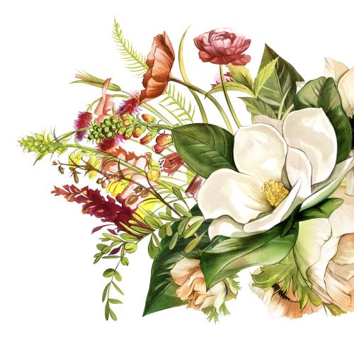 Botanical illustration of white flowers, berries, and butterfly by Natalia Sanabria