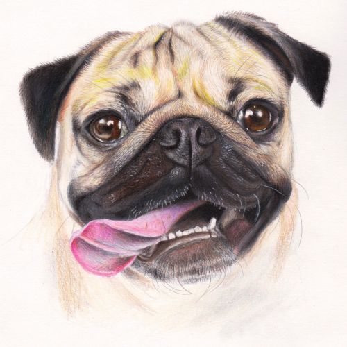 Pug with tongue out