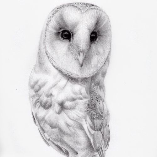 Pencil Drawing Of Barn Owl
