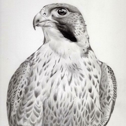 Peregrine falcon study