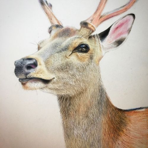 Colour pencil drawing of a deer