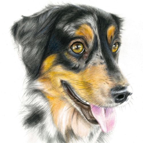 Pet Dog Portrait By Nicole Evans Illustrator