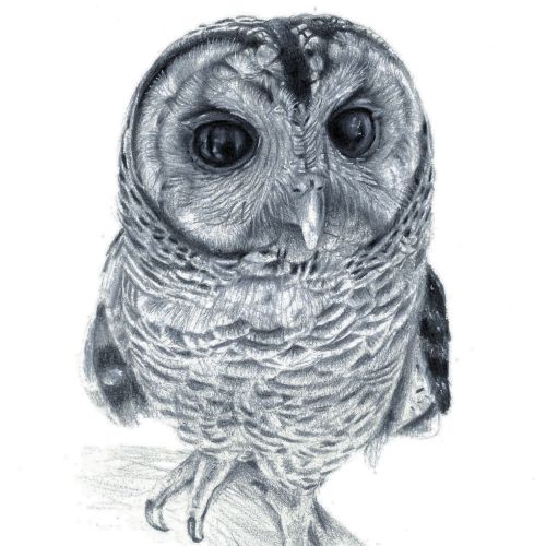 Chaco Owl illustration black and white