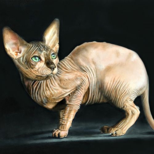Sphynx cat oil painting